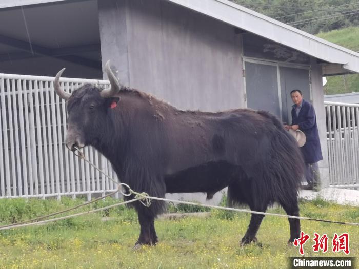探訪全國(guó)最大牦牛產(chǎn)學(xué)研基地：“大通牦?！备牧己笠峒s180萬(wàn)頭