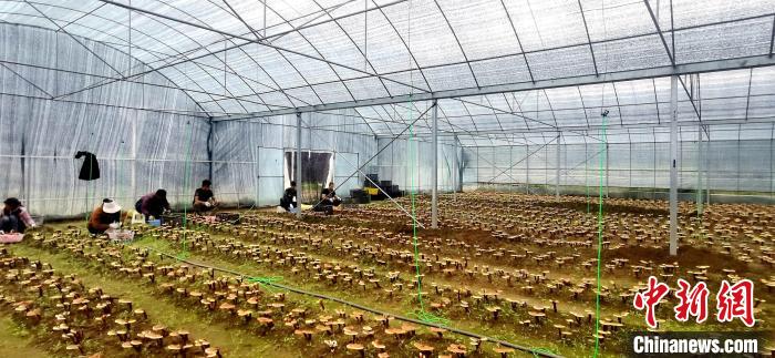 圖為紅太陽(yáng)科技示范家庭農(nóng)場(chǎng)組織民眾采收靈芝?！∑酱胪喙﹫D