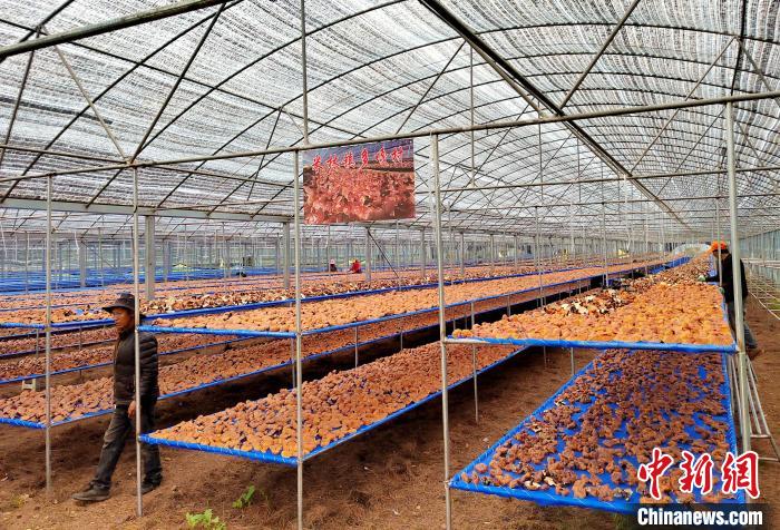 圖為紅太陽(yáng)科技示范家庭農(nóng)場(chǎng)采收的靈芝?！∑酱胪喙﹫D