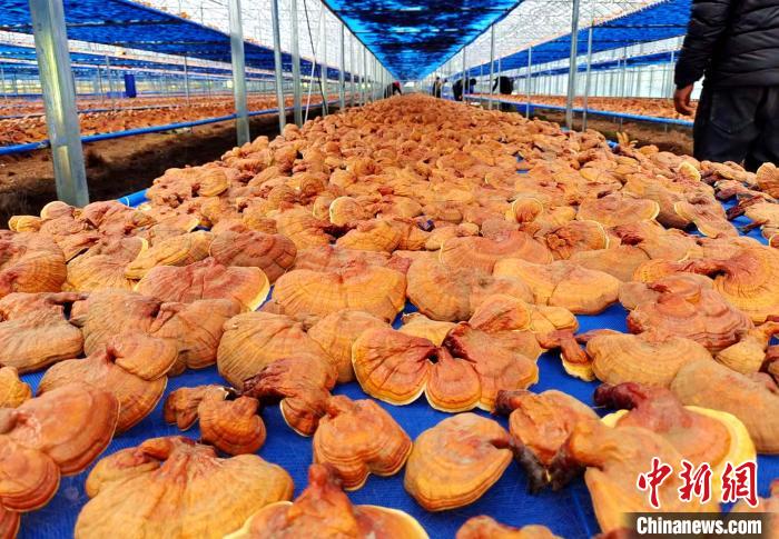 圖為紅太陽(yáng)科技示范家庭農(nóng)場(chǎng)采收的靈芝?！∑酱胪喙﹫D