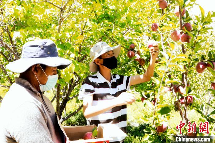圖為西藏阿里札達(dá)縣底雅鄉(xiāng)村民在自家果園采摘果實(shí)?！“⑼?攝