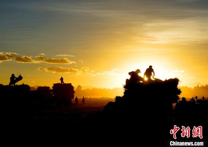 圖為夕陽(yáng)下農(nóng)民正在收割青稞?！∪湛t文聯(lián)供圖