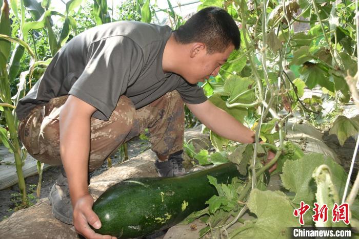 圖為阿里軍分區(qū)某邊防團(tuán)官兵在溫室摘菜。　陳嘯岳 攝