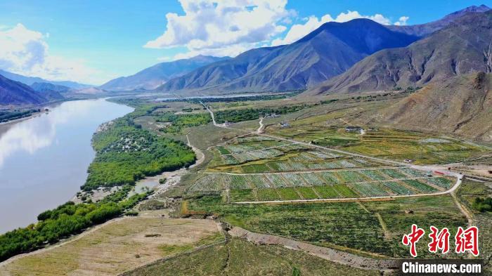 圖為桑日縣葡萄種植基地?！∩侥仙Ｈ湛h委宣傳部提供