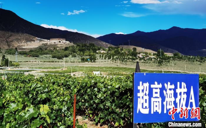 圖為桑日縣種植的葡萄?！∩侥仙Ｈ湛h委宣傳部提供