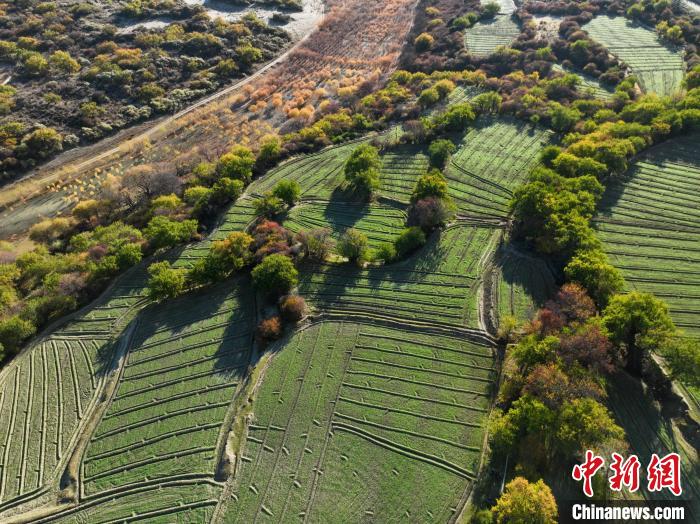 圖為11月8日，雅魯藏布江畔的高原梯田?！《拘?攝