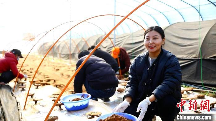 圖為農(nóng)民采收靈芝孢子粉?！∴嚢?攝