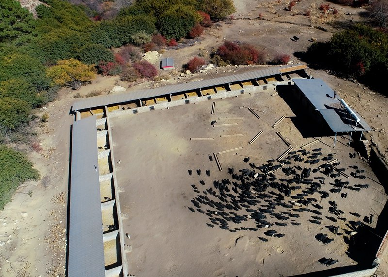 麥村藏香豬養(yǎng)殖基地。