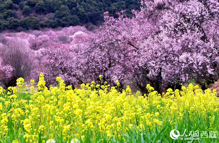 桃花與油菜花勾勒出別樣風(fēng)景。 人民網(wǎng) 李海霞攝