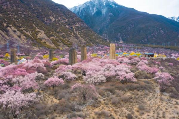 人間桃花源！林芝桃花有多絕？