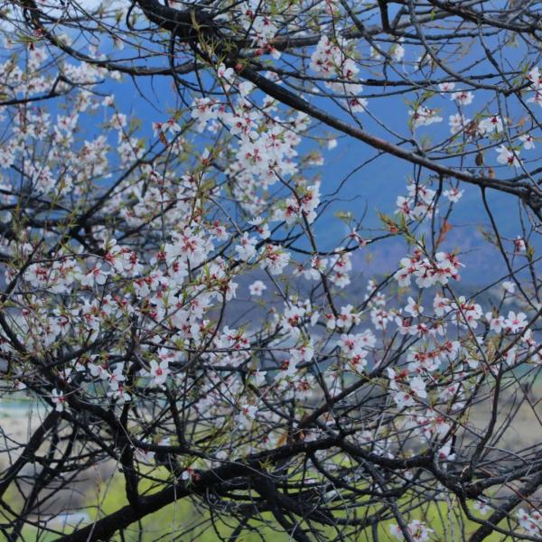 人間桃花源！林芝桃花有多絕？