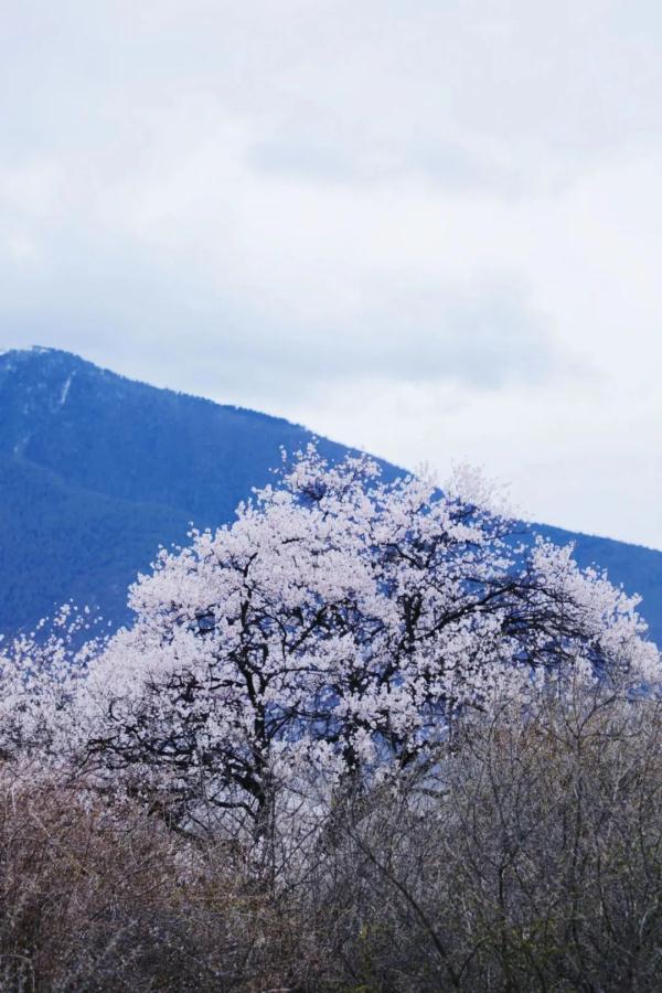 人間桃花源！林芝桃花有多絕？