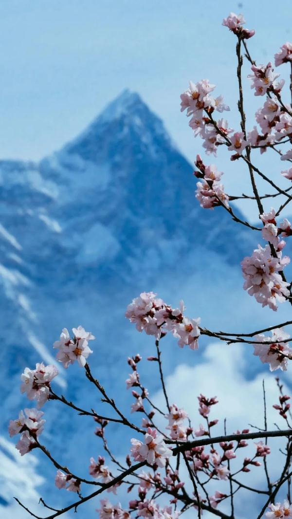 人間桃花源！林芝桃花有多絕？