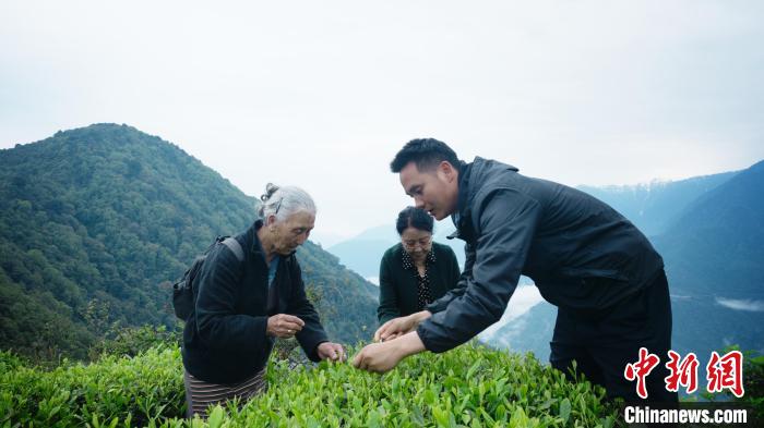 圖為銀發(fā)旅游體驗(yàn)團(tuán)兩位老人體驗(yàn)采茶?！∥鞑貙ｍ?xiàng)旅游協(xié)會(huì)供圖
