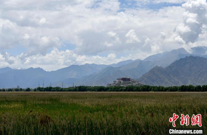 圖為6月22日，西藏拉薩拉魯濕地。　李林 攝