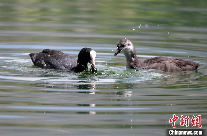 圖為6月22日，棲息在拉魯濕地內(nèi)的古頂雞?！±盍?攝