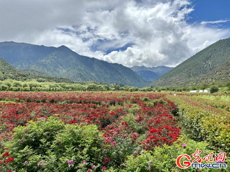 我們的家園丨工布花谷：高原花開香飄全國(guó)，產(chǎn)業(yè)經(jīng)濟(jì)增收致富