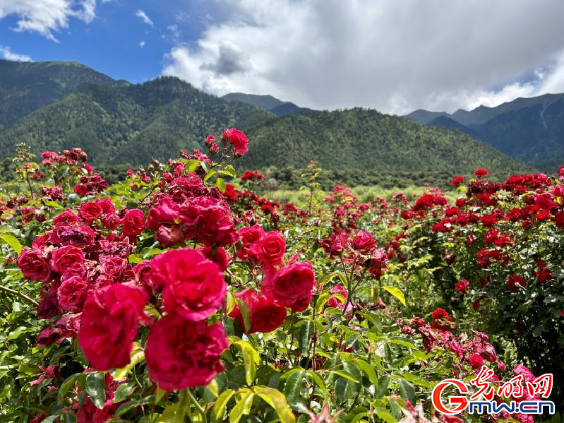 我們的家園丨工布花谷：高原花開香飄全國(guó)，產(chǎn)業(yè)經(jīng)濟(jì)增收致富