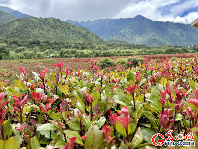 我們的家園丨【組圖】 綠水青山入畫(huà)，“金山銀山”筑起