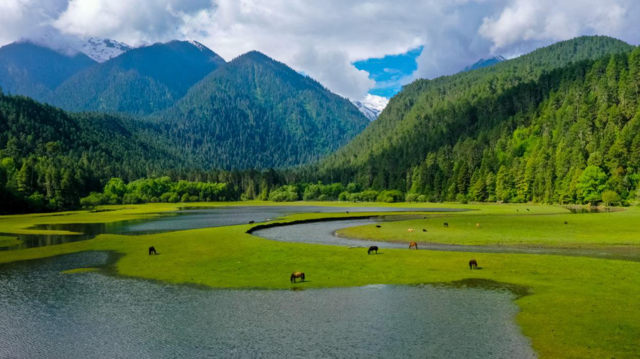 中國(guó)最美十大森林之一崗云杉林。西藏自治區(qū)旅發(fā)廳供圖