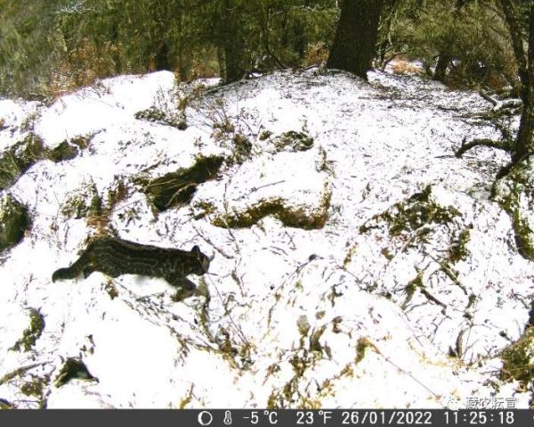 西藏色季拉山發(fā)現(xiàn)雪豹、白頰獼猴等多種珍稀野生動(dòng)物