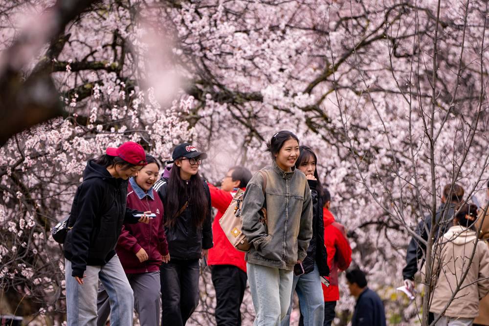 桃花盛開惹人醉，八方游客賞花來(lái)。徐馭堯攝