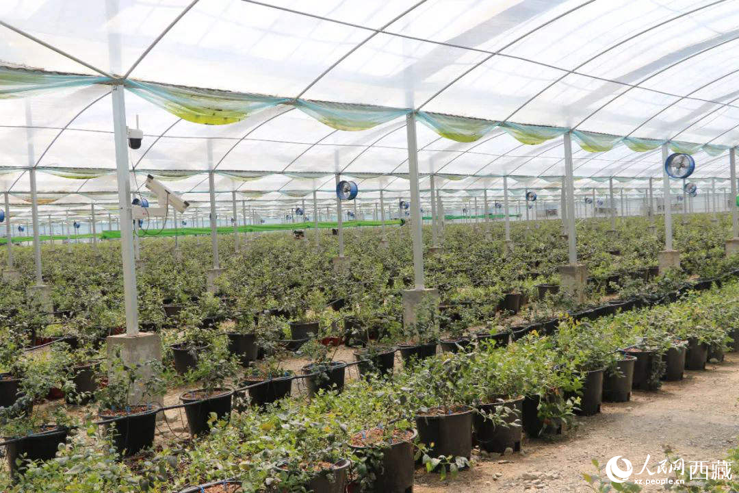 戈壁田園藍(lán)莓工業(yè)化種植基地。次仁龍布攝