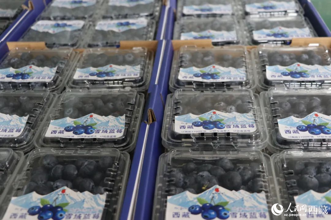 包裝好的藍(lán)莓。次仁龍布攝