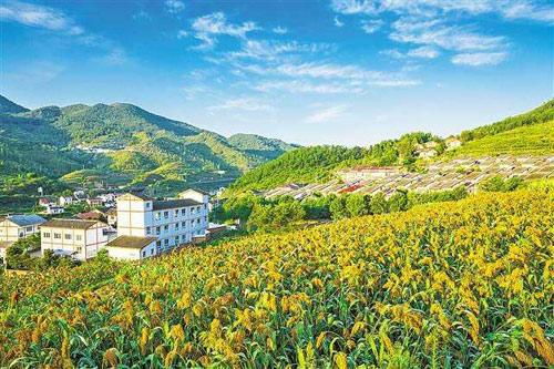 【理上網來o輝煌十九大】鄉(xiāng)村振興戰(zhàn)略：更綜合、全面、系統(tǒng)的發(fā)展戰(zhàn)略