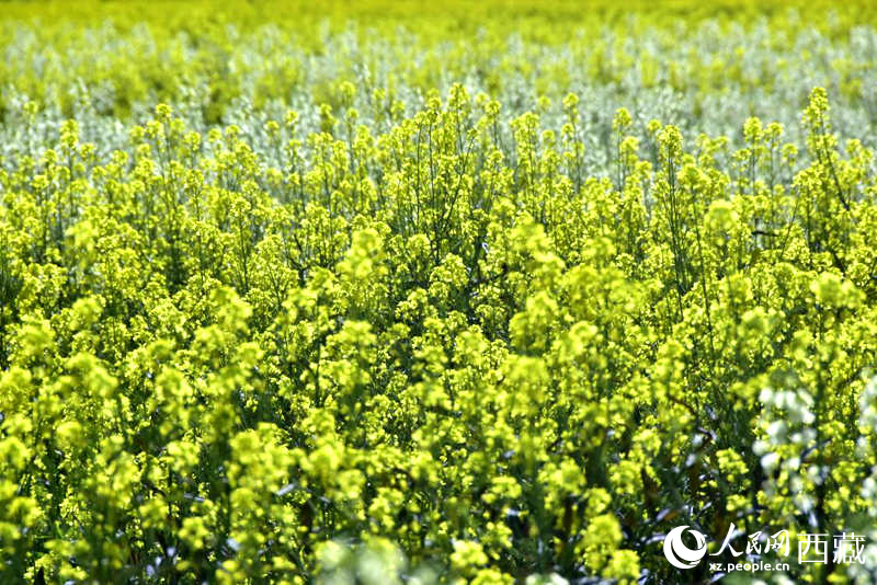 盛開的小油菜花。人民網(wǎng) 李海霞攝